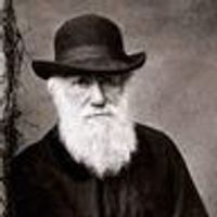 darwin